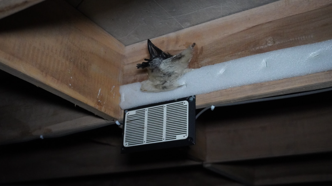 Efektivitas suara walet buatan